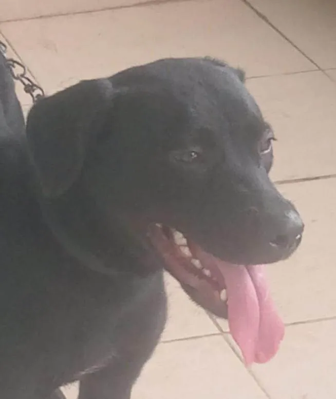 Cachorro ra a Pit-Bull idade 7 a 11 meses nome Astrid 