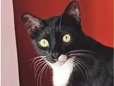 Gato ra a Gato doméstico idade 4 anos nome Pretinho ou Negão