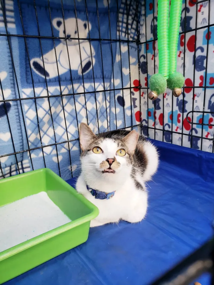 Gato ra a SRD-ViraLata idade 2 anos nome Bóris