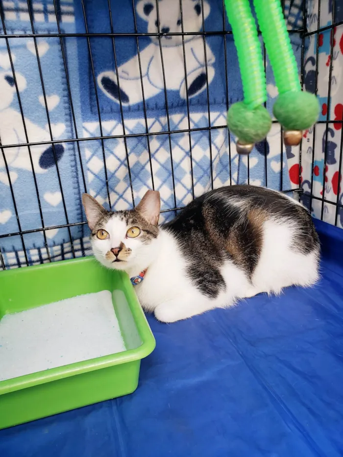 Gato ra a SRD-ViraLata idade 2 anos nome Bóris