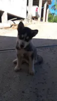 Cachorro ra a Husky Siberiano idade 1 ano nome bluy