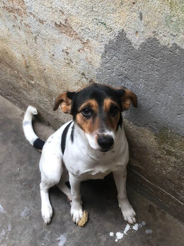 Cachorro ra a Fox Terrier idade 7 a 11 meses nome Mel
