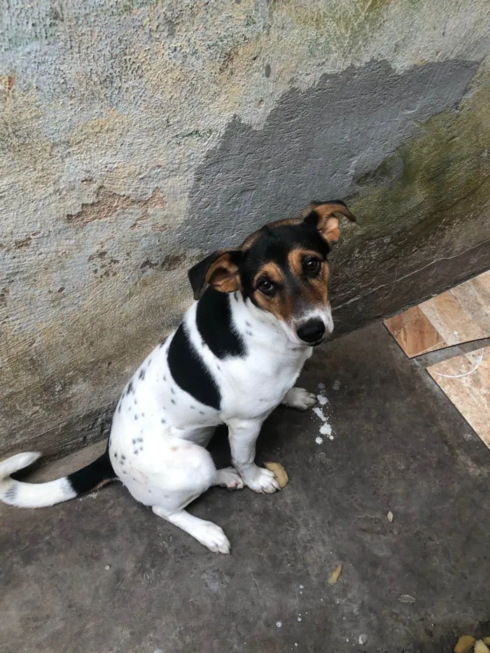 Cachorro ra a Fox Terrier idade 7 a 11 meses nome Mel