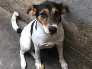 Cachorro raça Fox Terrier idade 7 a 11 meses nome Mel