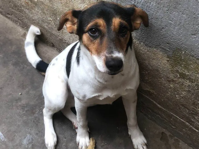 Cachorro ra a Fox Terrier idade 7 a 11 meses nome Mel
