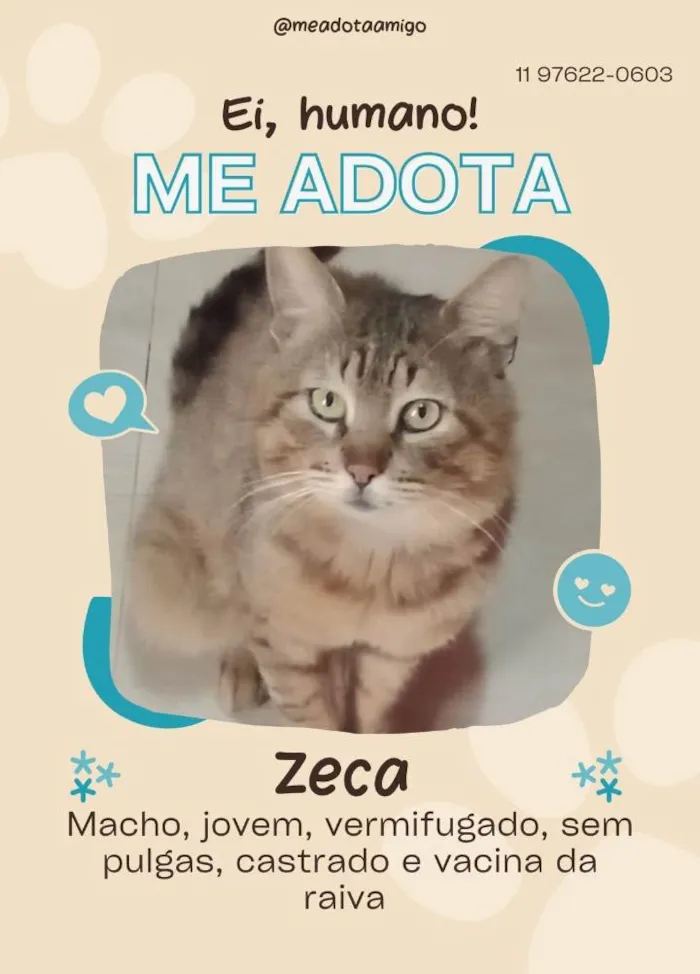 Gato ra a SRD-ViraLata idade 2 a 6 meses nome Zeca