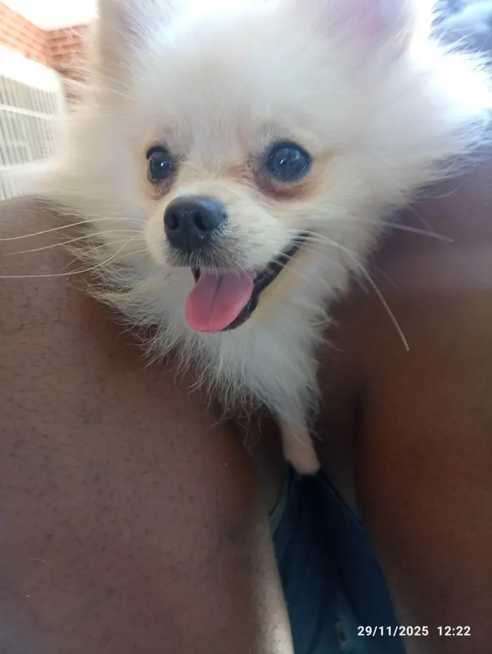 Cachorro ra a SRD-ViraLata idade 2 a 6 meses nome Não sabemos 