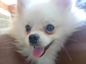 Cachorro raça SRD-ViraLata idade 2 a 6 meses nome Não sabemos 