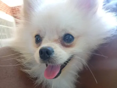 Cachorro raça SRD-ViraLata idade 2 a 6 meses nome Não sabemos 