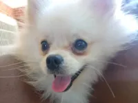 Cachorro ra a SRD-ViraLata idade 2 a 6 meses nome Não sabemos 