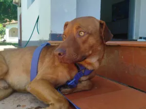 Cachorro raça SRD-ViraLata idade 2 anos nome Chico