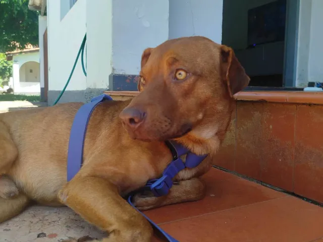 Cachorro ra a SRD-ViraLata idade 2 anos nome Chico