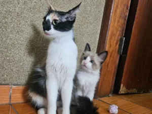 Gato ra a SRD-ViraLata idade 7 a 11 meses nome Gal e Dom