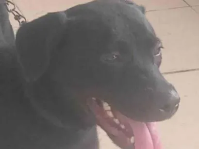 Cachorro raça Pit-Bull idade 7 a 11 meses nome Astrid 