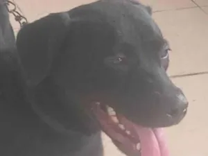 Cachorro ra a Pit-Bull idade 7 a 11 meses nome Astrid 