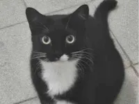 Gato ra a Gato doméstico idade 4 anos nome Pretinho ou Negão