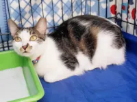 Gato raça SRD-ViraLata idade 2 anos nome Bóris