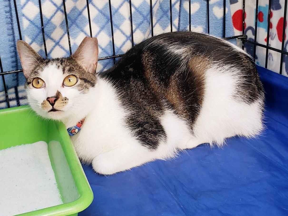 Gato ra a SRD-ViraLata idade 2 anos nome Bóris