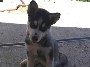 Cachorro ra a Husky Siberiano idade 1 ano nome bluy