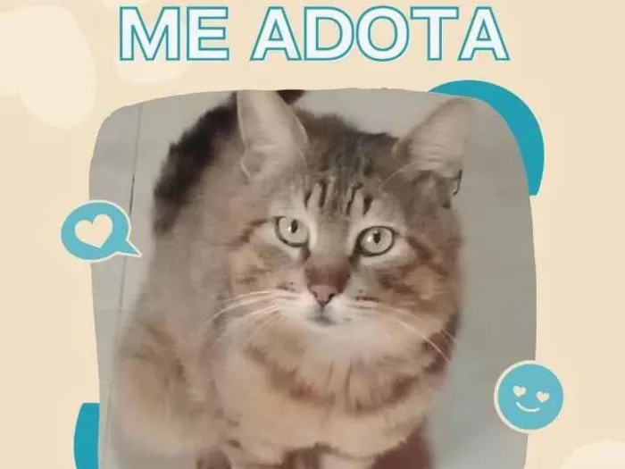 Gato ra a SRD-ViraLata idade 2 a 6 meses nome Zeca
