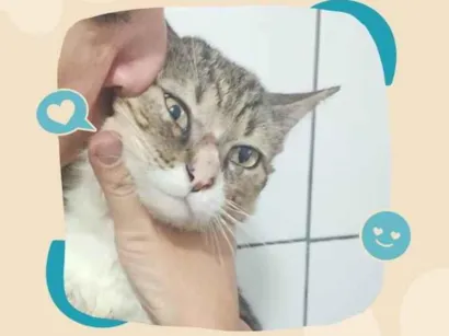 Gato raça SRD-ViraLata idade 7 a 11 meses nome Chico 