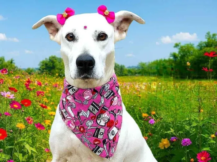 Cachorro ra a Dogue Alemão idade 2 anos nome Madonna