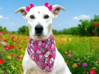 Cachorro raça Dogue Alemão idade 2 anos nome Madonna