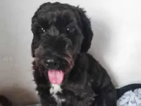 Cachorro ra a SRD-ViraLata idade 6 ou mais anos nome Billy 