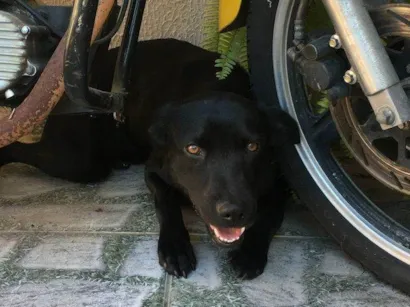 Cachorro ra a SRD-ViraLata idade 6 ou mais anos nome Ruffo