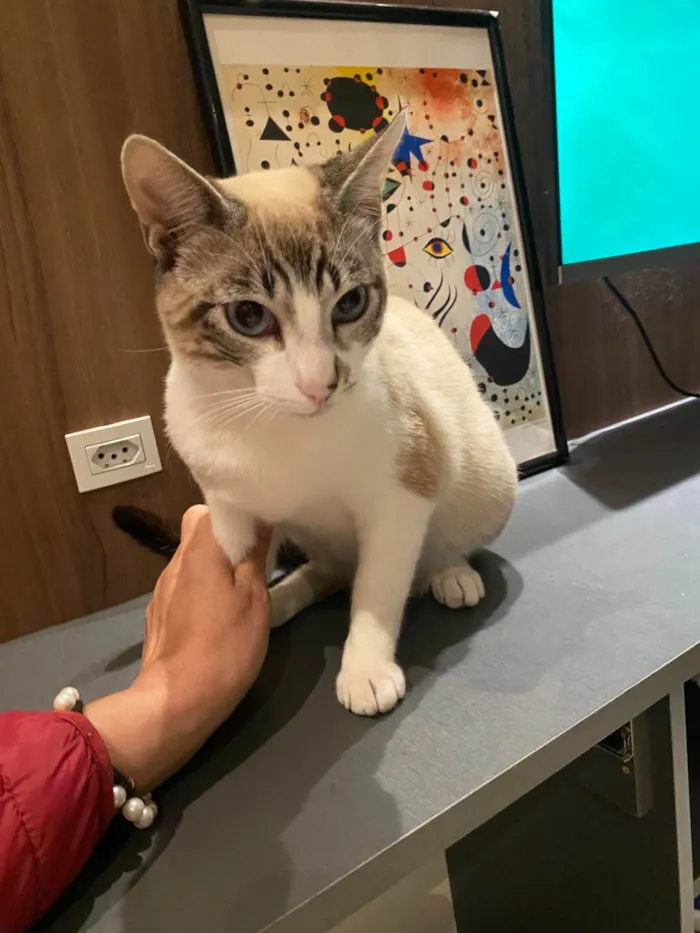 Gato ra a Siamês idade 7 a 11 meses nome BIBOTO 