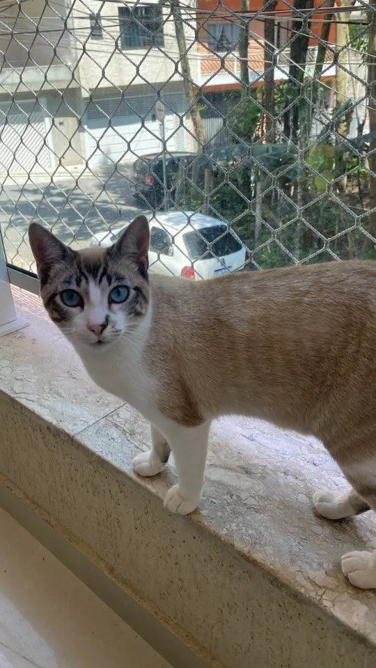 Gato ra a Siamês idade 7 a 11 meses nome BIBOTO 