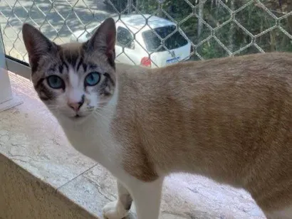 Gato raça Siamês idade 7 a 11 meses nome BIBOTO 