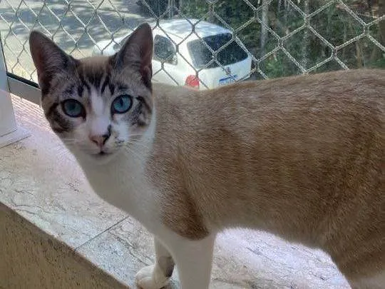 Gato ra a Siamês idade 7 a 11 meses nome BIBOTO 