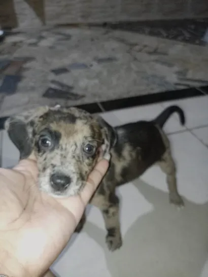Cachorro ra a SRD-ViraLata idade 2 a 6 meses nome Sem nome 