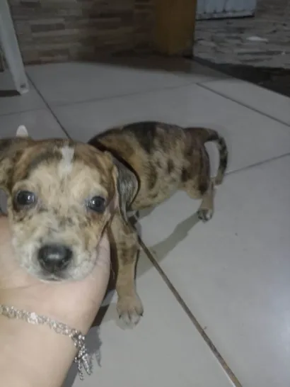 Cachorro ra a SRD-ViraLata idade 2 a 6 meses nome Não tem nome 
