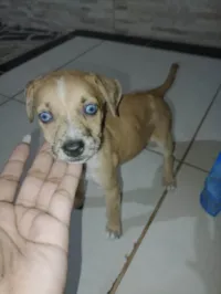 Cachorro ra a SRD-ViraLata idade 2 a 6 meses nome Filhote ainda sem nome 
