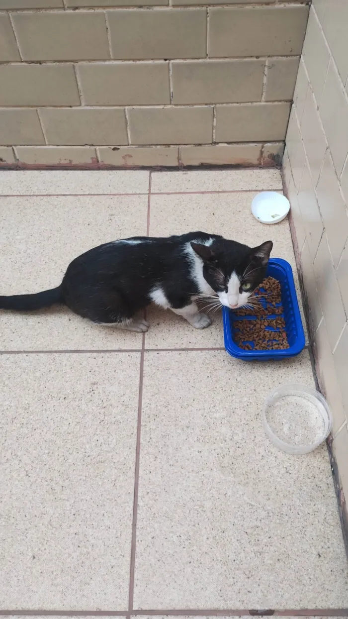 Gato ra a SRD-ViraLata idade 1 ano nome Costelinha 