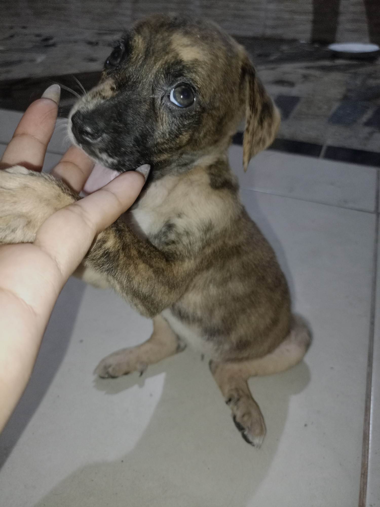 Cachorro ra a SRD-ViraLata idade 2 a 6 meses nome Ainda não tem 