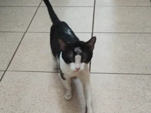 Gato raça SRD-ViraLata idade 1 ano nome Costelinha 