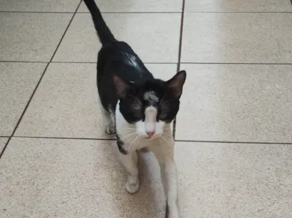 Gato raça SRD-ViraLata idade 1 ano nome Costelinha 