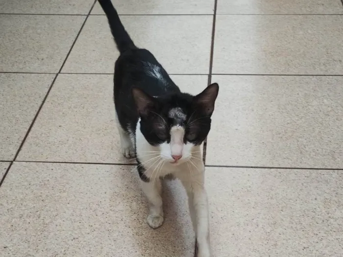Gato ra a SRD-ViraLata idade 1 ano nome Costelinha 