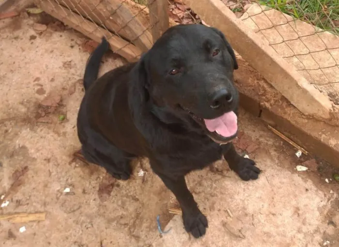 Cachorro raça SRD-ViraLata idade 5 anos nome Apollo 