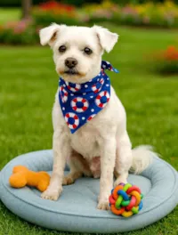 Cachorro ra a Maltês idade 4 anos nome Algodão 