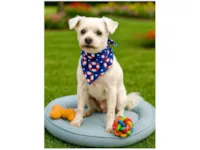 Cachorro ra a Maltês idade 4 anos nome Algodão 