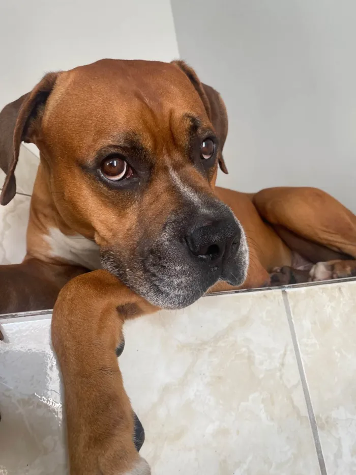 Cachorro ra a Boxer idade 6 ou mais anos nome Tyron