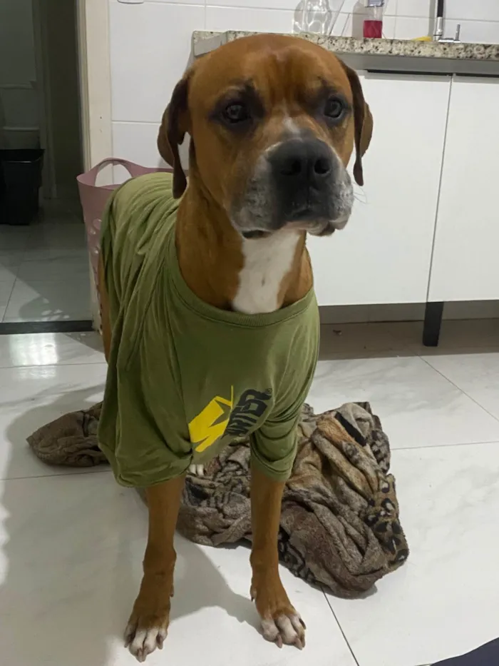 Cachorro ra a Boxer idade 6 ou mais anos nome Tyron