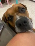 Cachorro ra a Boxer idade 6 ou mais anos nome Tyron