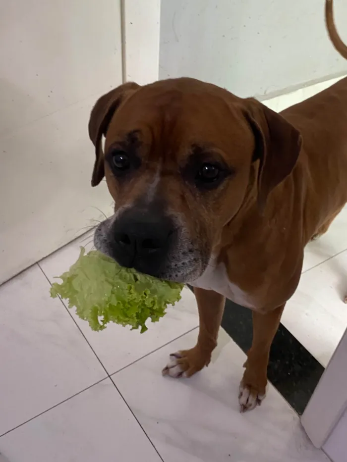 Cachorro ra a Boxer idade 6 ou mais anos nome Tyron