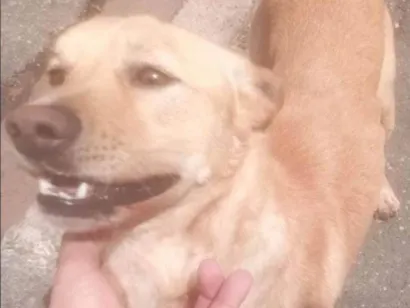 Cachorro raça SRD-ViraLata idade 2 anos nome Costelinha 