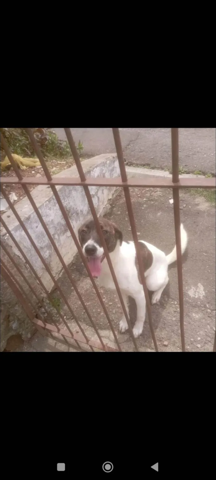 Cachorro ra a SRD-ViraLata idade 1 ano nome Katita 